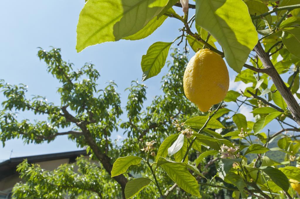 Ferienwohnungen Atz Tramin an der Weinstraße Exteriör bild